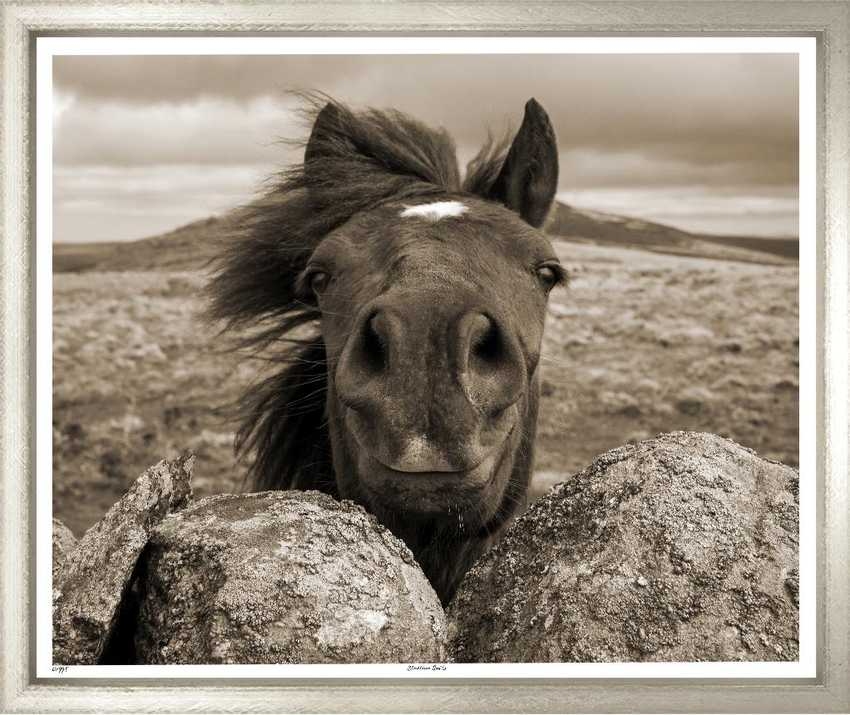 Художественный принт Stallion Smile Trowbridge