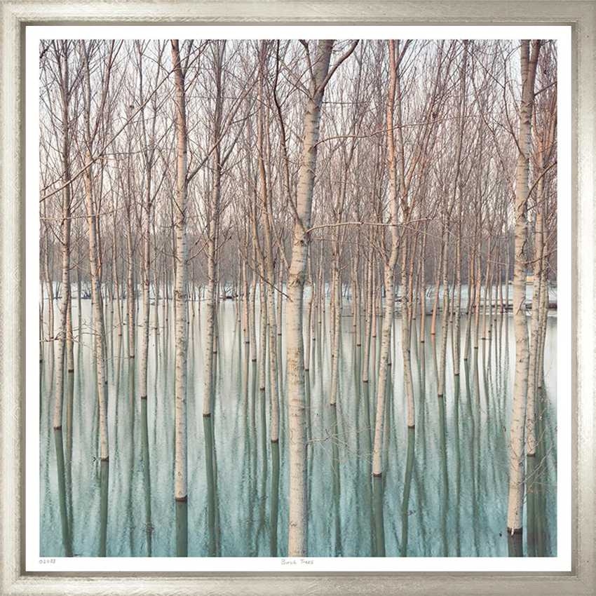 Художественный принт Birch Trees Trowbridge
