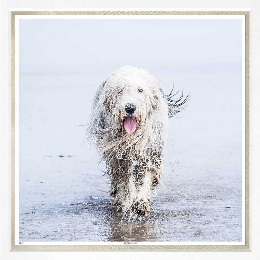 Художественный принт Old English Sheepdog Trowbridge