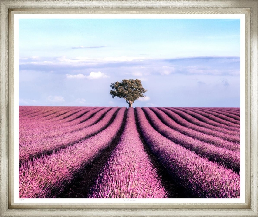 Художественный принт Lots of Lavender Trowbridge
