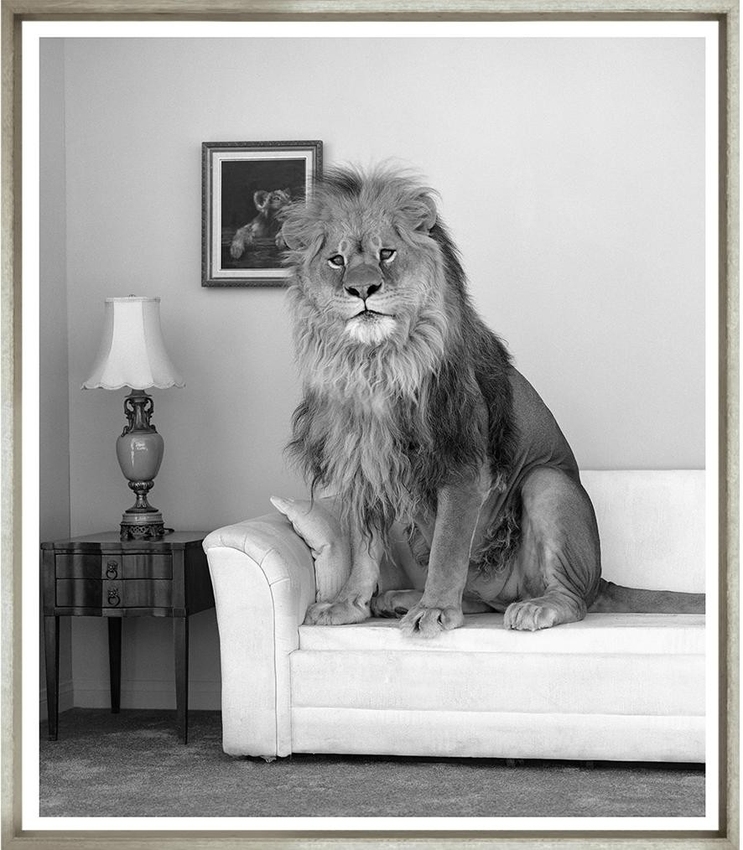 Художественный принт Lion In The Room   Trowbridge