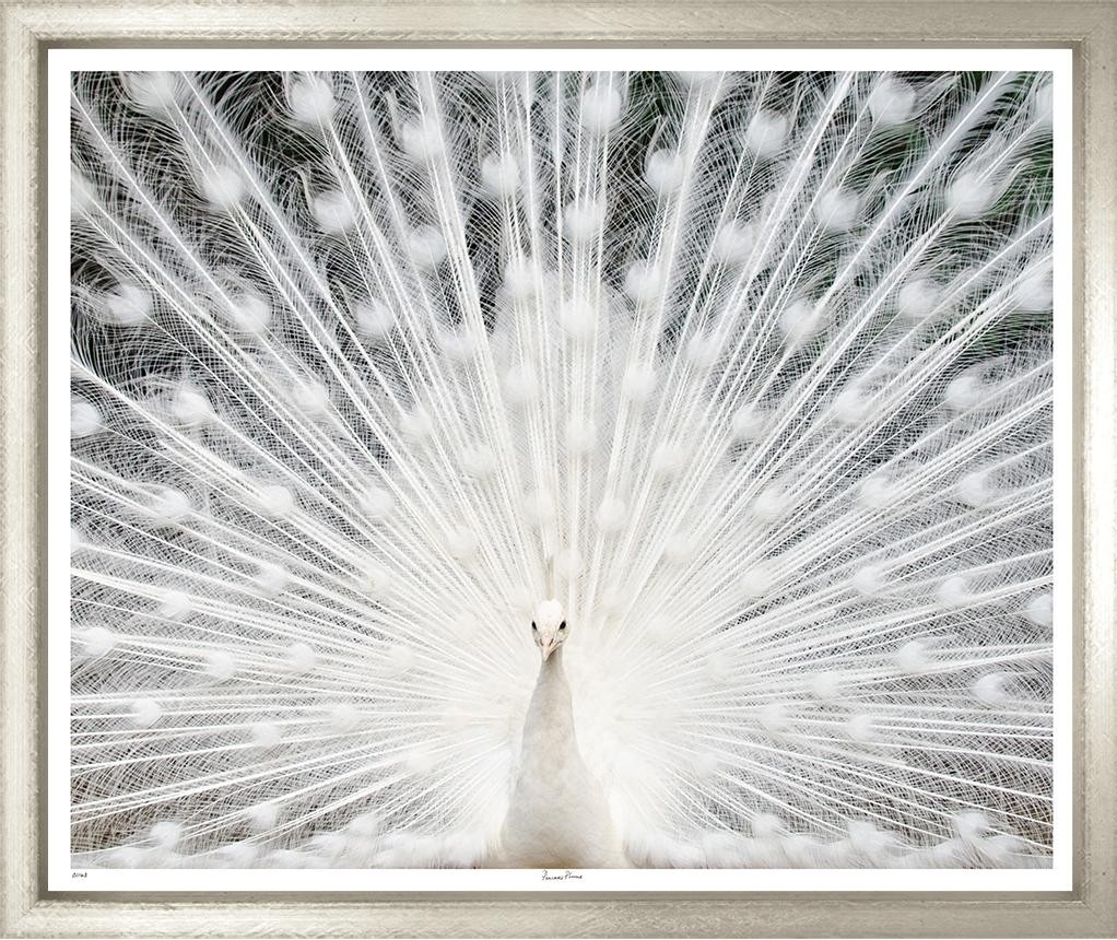 Художественный принт Peacock's Plume Trowbridge
